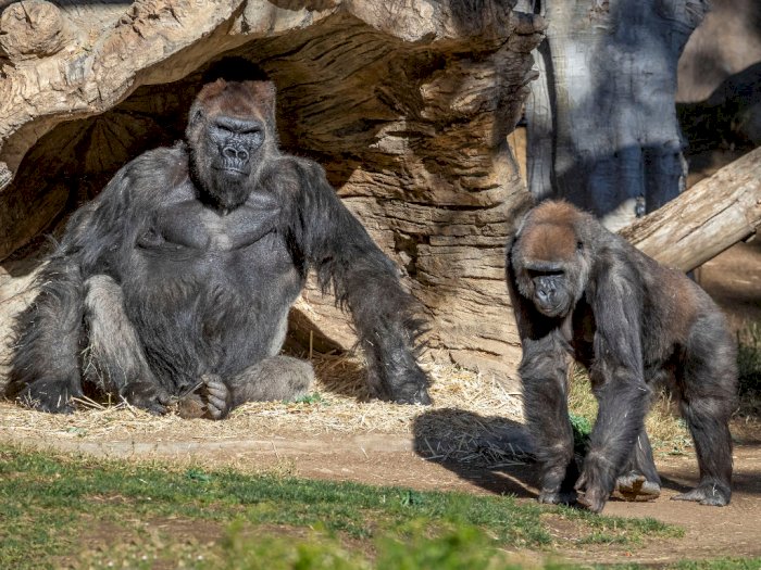 Awalnya Batuk dan Sesak Napas, 2 Ekor Gorila di Kebun Binatang San Diego Positif Covid-19