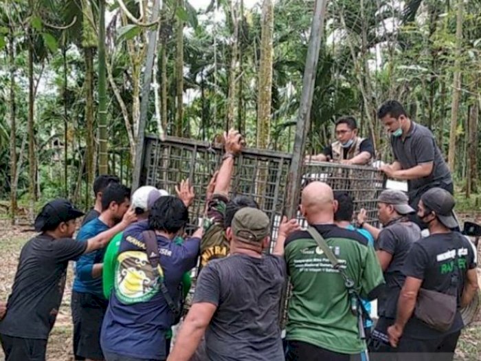 Buntut Konflik Harimau dengan Hewan Ternak Warga, BBKSDA Sumut Pasang Perangkap di Langkat