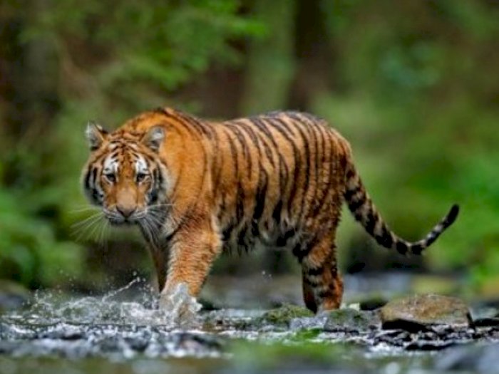 Harimau Sumatra Masih Menganggu Ternak di Aceh Timur, Sudah Ada yang Jadi Mangsa