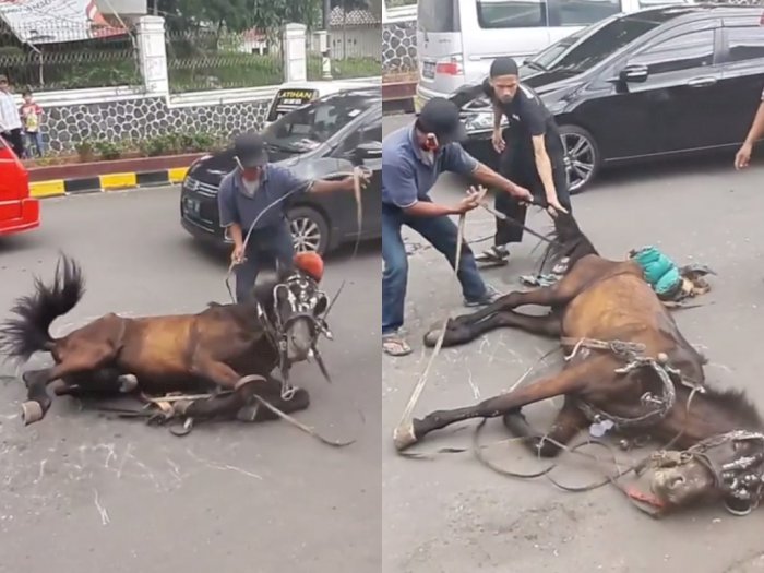 Viral Kuda Ambruk di Tengah Jalan yang Diduga Akibat Kelelahan, Ini Tanggapan Dishub