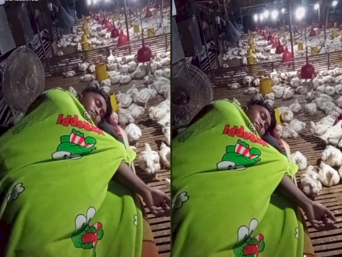 Viral Cowok yang Tidur di Kandang Jaga  Ayam, Netizen Ramai-ramai Beri Semangat