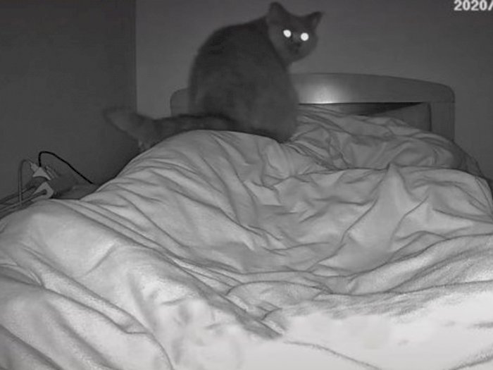 Kesulitan Bernapas saat Tidur Malam, Ternyata Ada Kucing Duduk di Dada Wanita Ini
