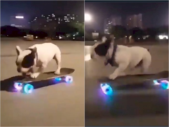 Video Saat Anjing yang Jago Main Skateboard, Bikin Netizen Takjub