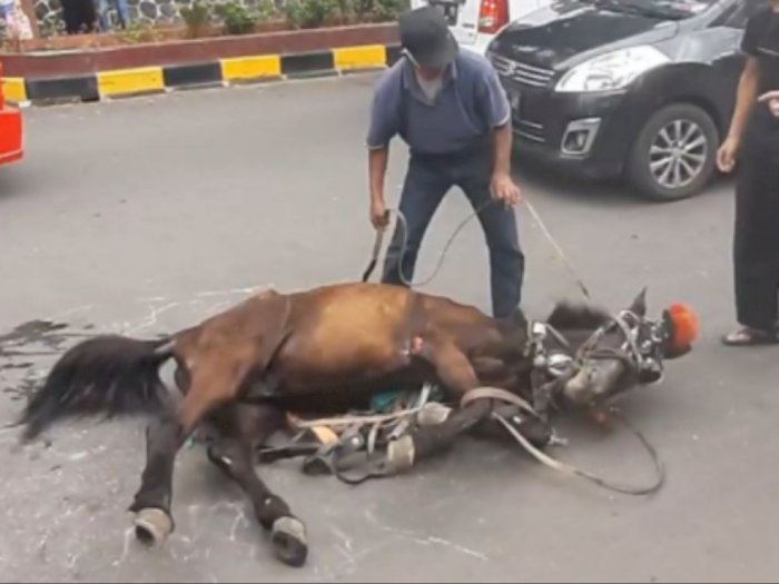 Memilukan, Kuda Delman Terkapar Karena Kelelahan, Dicambuk Pemiliknya Tanpa Belas Kasihan
