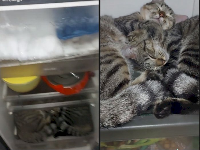 Cewek ini Punya Kucing yang Suka Tidur di Dalam Kulkas, Bikin Netizen Heran