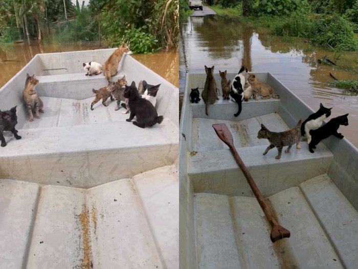 Salut! Pria Ini Selamatkan Kucing yang Terjebak Banjir Meski Bukan Pecinta Hewan