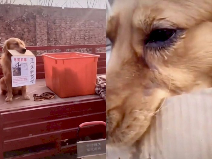 Anjing Ini 'Menangis' Sambil Pegang Catatan yang Minta Pencuri Agar Mengembalikan Temannya