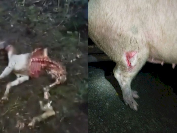 Viral Hewan Ternak Kambing dan Babi Milik Warga Dimangsa Harimau Sumatera di Toba Samosir