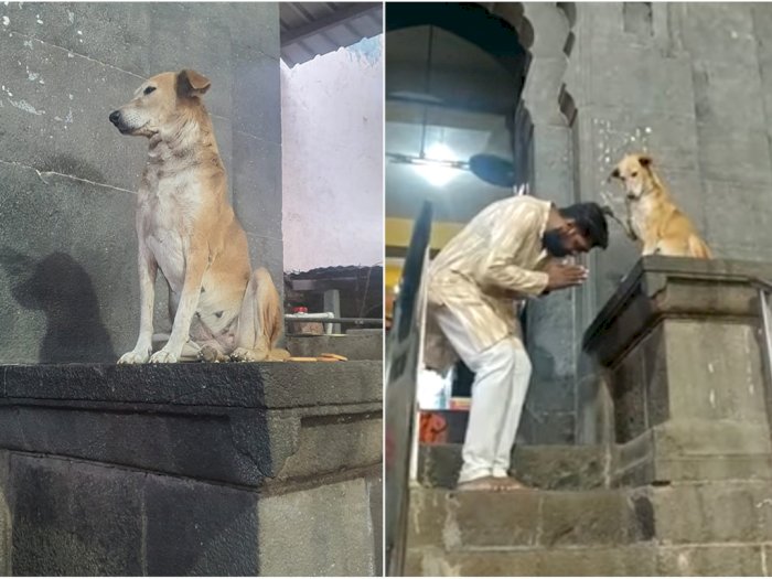 Viral Tingkah Anjing Liar 'Memberkati' Para Peziarah Kuil di India