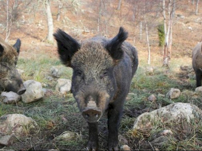Masuk ke Kebun Warga, Babi Hutan Serang Petani di Bengkulu Hingga Meninggal Dunia