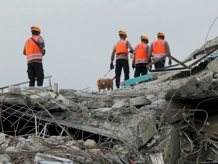 Anjing Pelacak Ikut Dikerahkan Untuk Bantu Pencarian Korban Gempa Mamuju