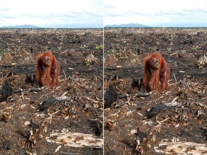  Memilukan, Potret Orangutan di Tengah Lahan Tandus Bekas Hutan yang Dibakar