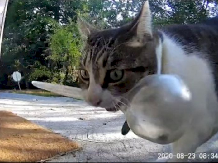 Kucing Ini Tertangkap Kamera Mencuri Barang-barang dari Tetangganya Lalu Membawanya Pulang