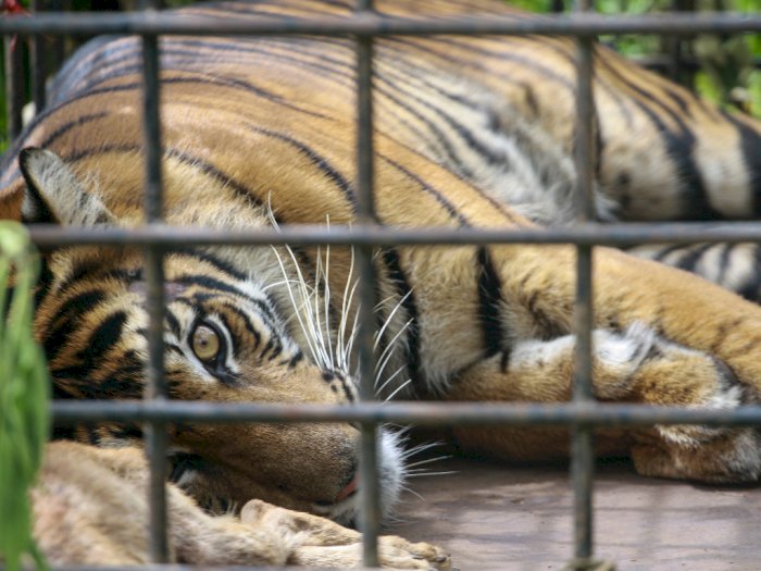 Tidak Ada Konvensasi Untuk Warga yang Hewan Ternaknya Dimangsa Harimau Sumatera di Langkat