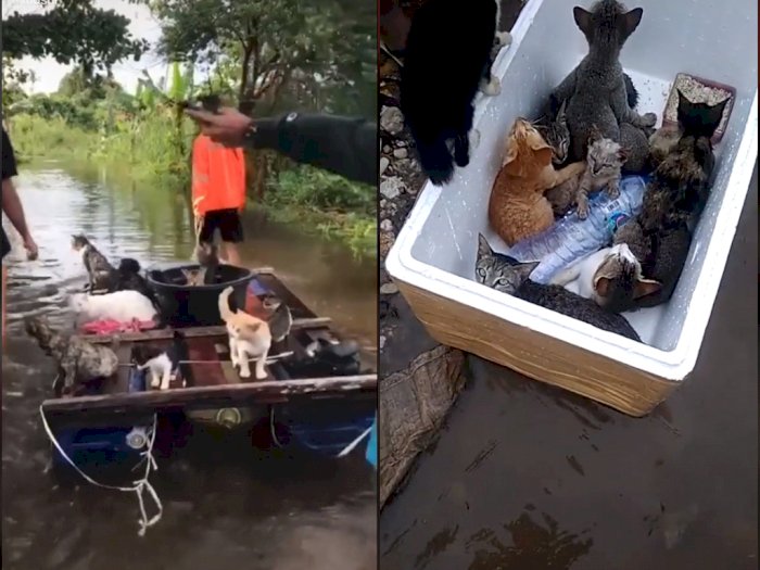 Netizen Ini Banjir Pujian Setelah Bantu Evakuasi Kucing yang Terjebak Banjir