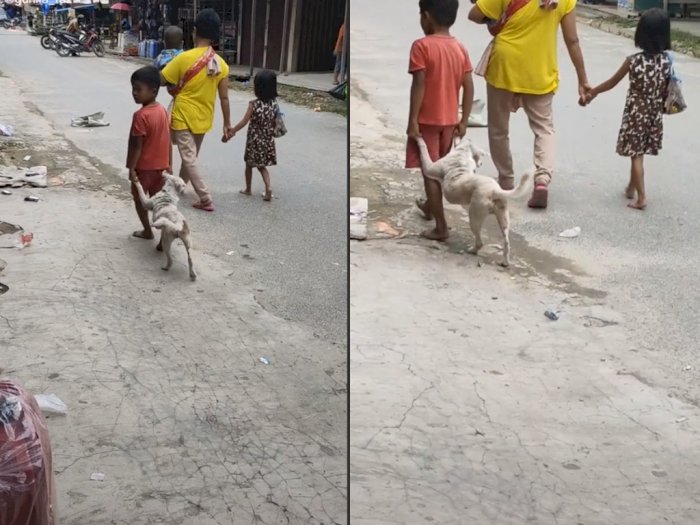 Video Bocah Bawa Anjingnya Jalan-jalan, Bikin Netizen Gemas Sekaligus Heran