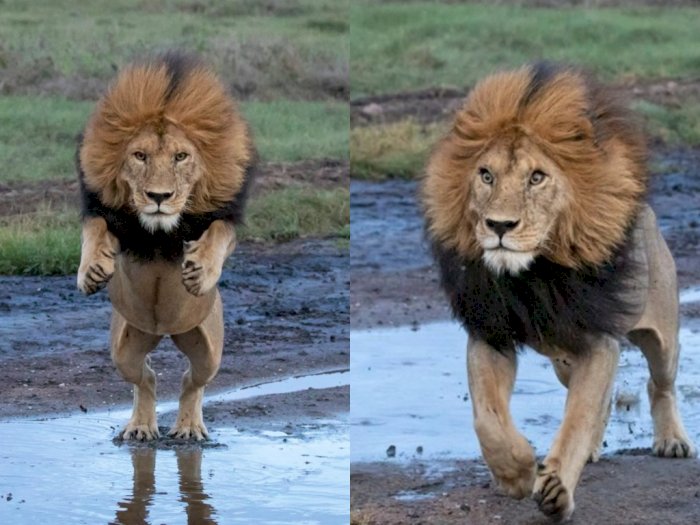 Potret Singa yang Tertangkap Kamera saat Melompati Sungai di Taman Nasional Serengeti