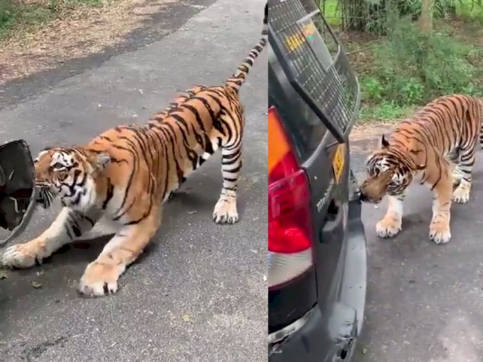 Detik-detik Harimau Bengal Terkam Bumper & Tarik Mobil Sampai Mundur