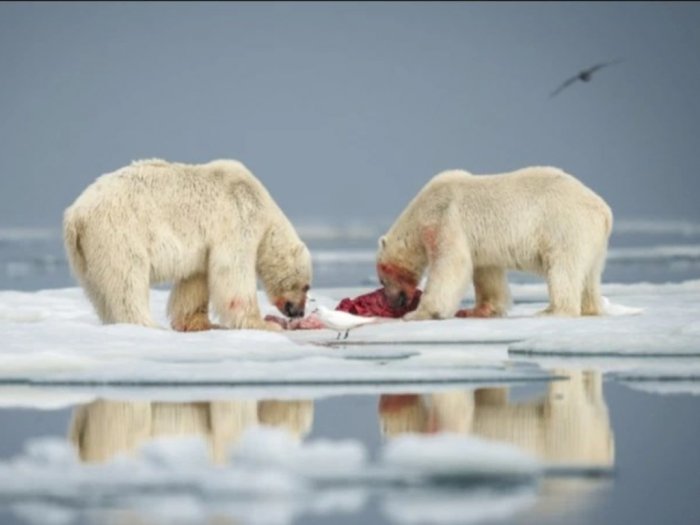 Kutub gambar beruang sistem anatomi