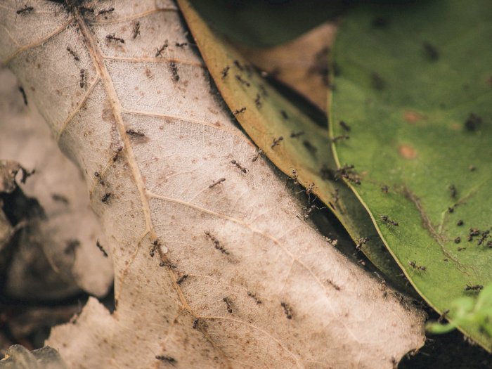 Berbagai Mitos Yang Kabarnya Bisa Membunuh Semut Padahal Tidak