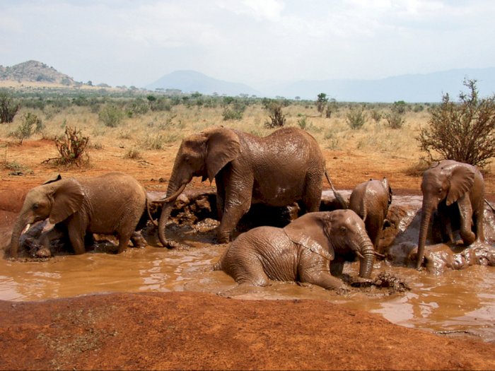 Per 2040, Gajah Afrika akan Punah Gegra Faktor-faktor Ini!