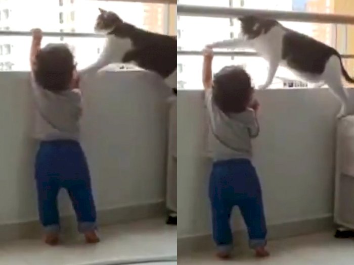Viral Video Kucing Coba Melindungi Anak saat Bermain di Balkon, Aksinya Disebut 'Malaikat'