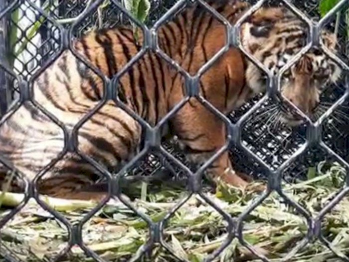 Harimau Sumatra yang Terjebak di Aceh Tenggara itu Terjerat di Bagian Kaki Depan Kanan