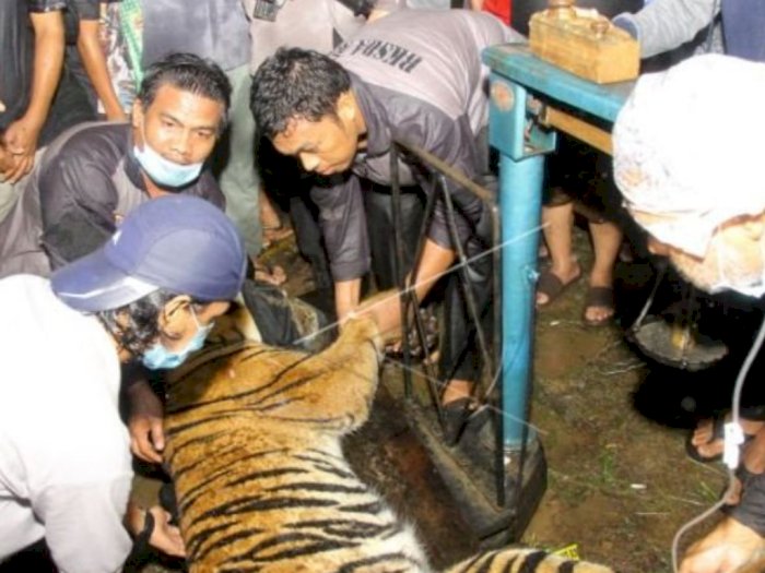 Harimau Sumatera Terjerat Perangkap Babi di Aceh Tenggara dalam Keadaan Lemah tapi Sehat