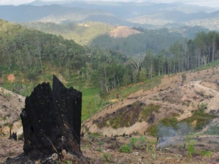 Anggota DPR Soroti Adanya Aktivitas Eksplorasi Hutan yang Berlebihan