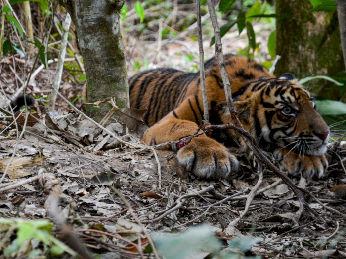 FOTO: Anak Harimau Sumatera Terjerat di Aceh