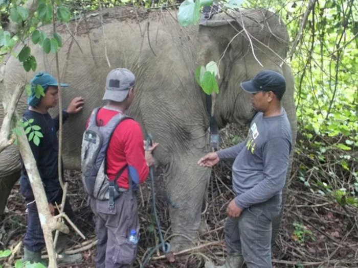 Gajah Liar Kembali Obrak-abrik Kebun Warga di Aceh Timur, Kali Ini Jumlahnya Lebih Banyak