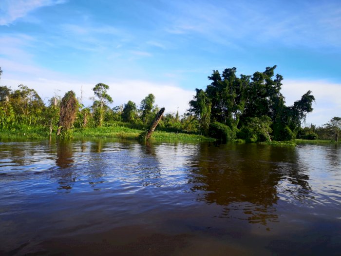 Keindahan Alam Suaka Margasatwa Rawa Singkil, Dijuluki Amazon Kedua Indonesia