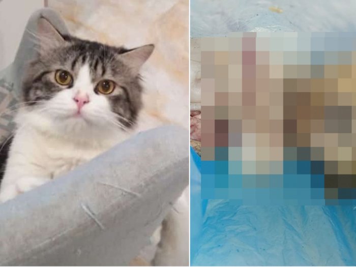 Keji! Pria di Medan Kuliti Kucing Hidup-hidup dan Potong Kepalanya, Dagingnya Dijual