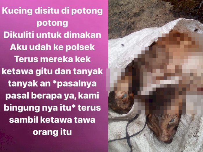 Viral Wanita di Medan Temukan Kucingnya di Dalam Karung, Dikuliti Untuk Dimakan