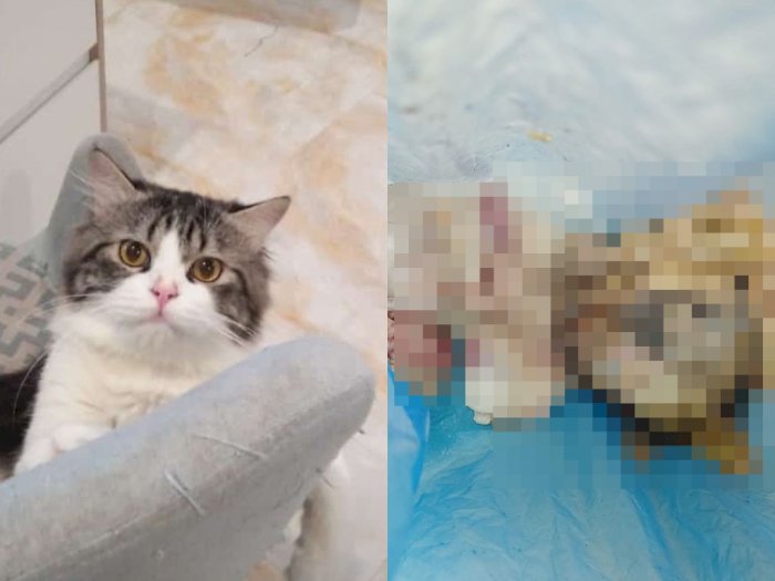 Potret Menggemaskan Tayo, Kucing yang Dikuliti untuk Dimakan Dagingnya