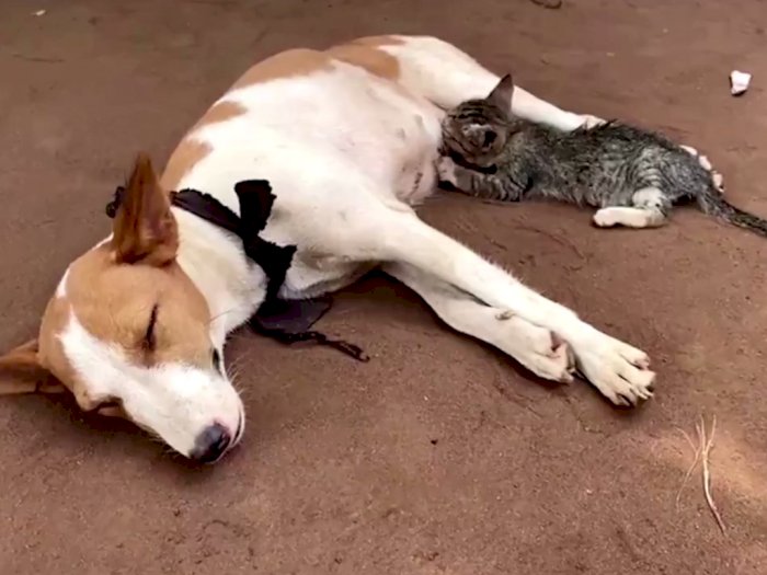 Tak Bermusuhan, Seekor Anjing di Nigeria Justru Menyusui Anak Kucing yang Terlantar