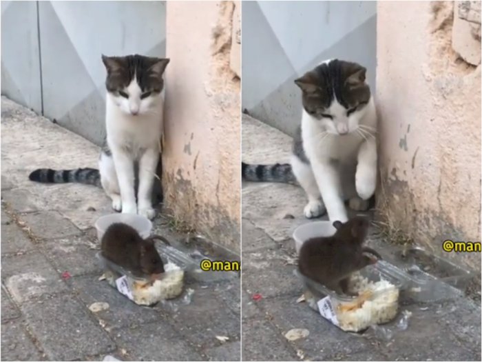 Kucing ini Malah Kaget Saat Lihat Tikus Makan di Depannya, Netizen: Gak Punya Harga Diri