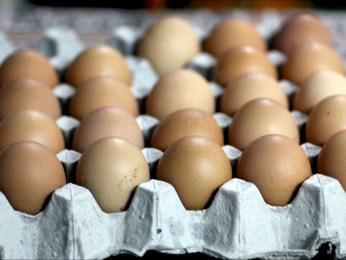 Kementan Prediksi Harga Telur Ayam akan Turun Sampai Februari