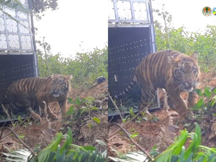 Video Momen Pelepasliaran Harimau Sumatera 'Danau Putra' di Taman Nasional Gunung Leuser