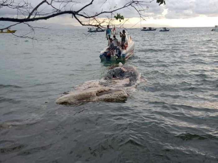 Tim Patroili Temukan Bangkai Paus Terdampar di Perairan Taman Nasional Bunaken