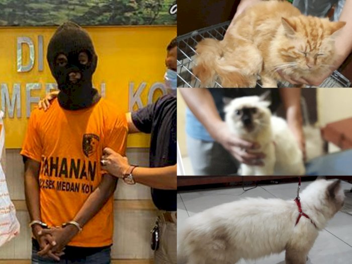 Terjadi Lagi, Aksi Pencurian Kucing di Medan, Pelaku Berhasil Diringkus Satpam