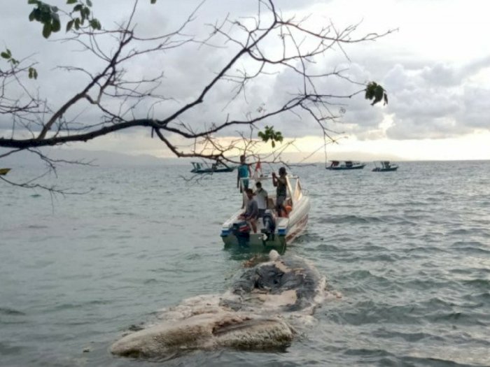 Seekor Paus jadi Bangkai di Pantai Liang Taman Nasional Bunaken, Apa Sebabnya?