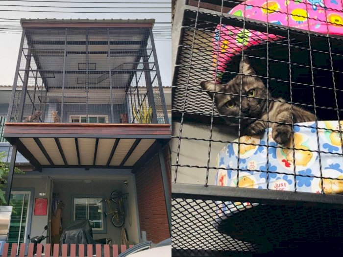 Supaya Dapat Tempat Tinggal yang Nyaman, Wanita Ini Rela Renovasi Atap Rumah untuk Kucing