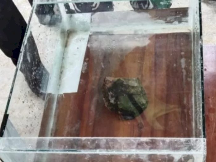 Heboh Batu Diduga Pecahan Meteor di Lampung, Warga Berebut Air Rendamannya untuk Obat