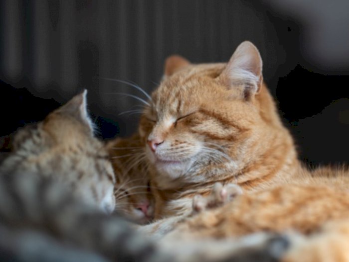 Viral Wanita Pukul Kucing Sampai Mati Hingga Dimasak, Dalihnya untuk Obat Asma