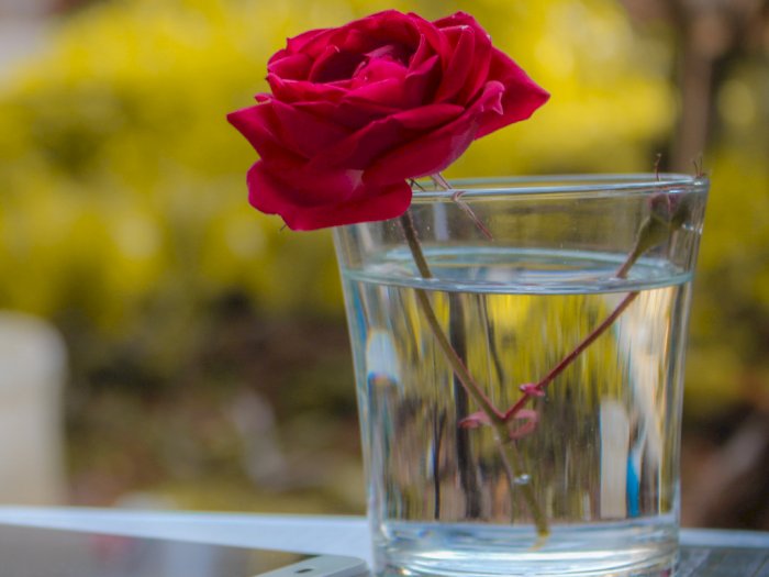 Memiliki Harum yang Enak, Berikut Manfaat Bunga Mawar bagi Kesehatan