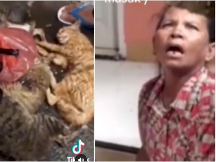 Fakta Kucing Dipukul Sampai Mati oleh Wanita di Jakarta, Mau Dimasak buat Lauk