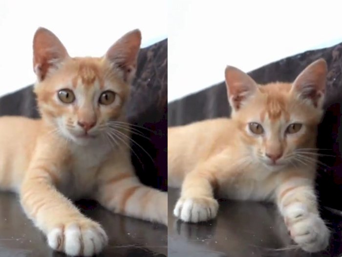 Perkenalkan, Pungut, Kucing Baru Gubernur Edy yang Ditemukan Terlantar di Jalanan