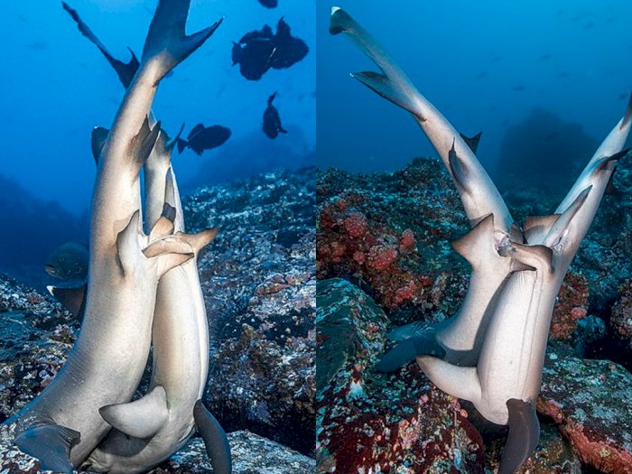 Langka! Momen Hiu Kawin Berhasil Diabadi Oleh Fotografer Bawah Laut