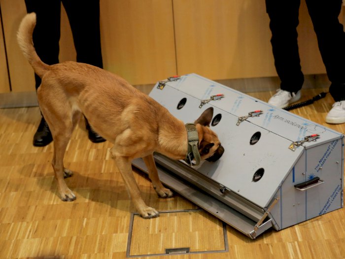 Dokter Hewan di Jerman Klaim Anjing Pelacak Bisa Deteksi COVID-19 dengan Akurasi 94 Persen